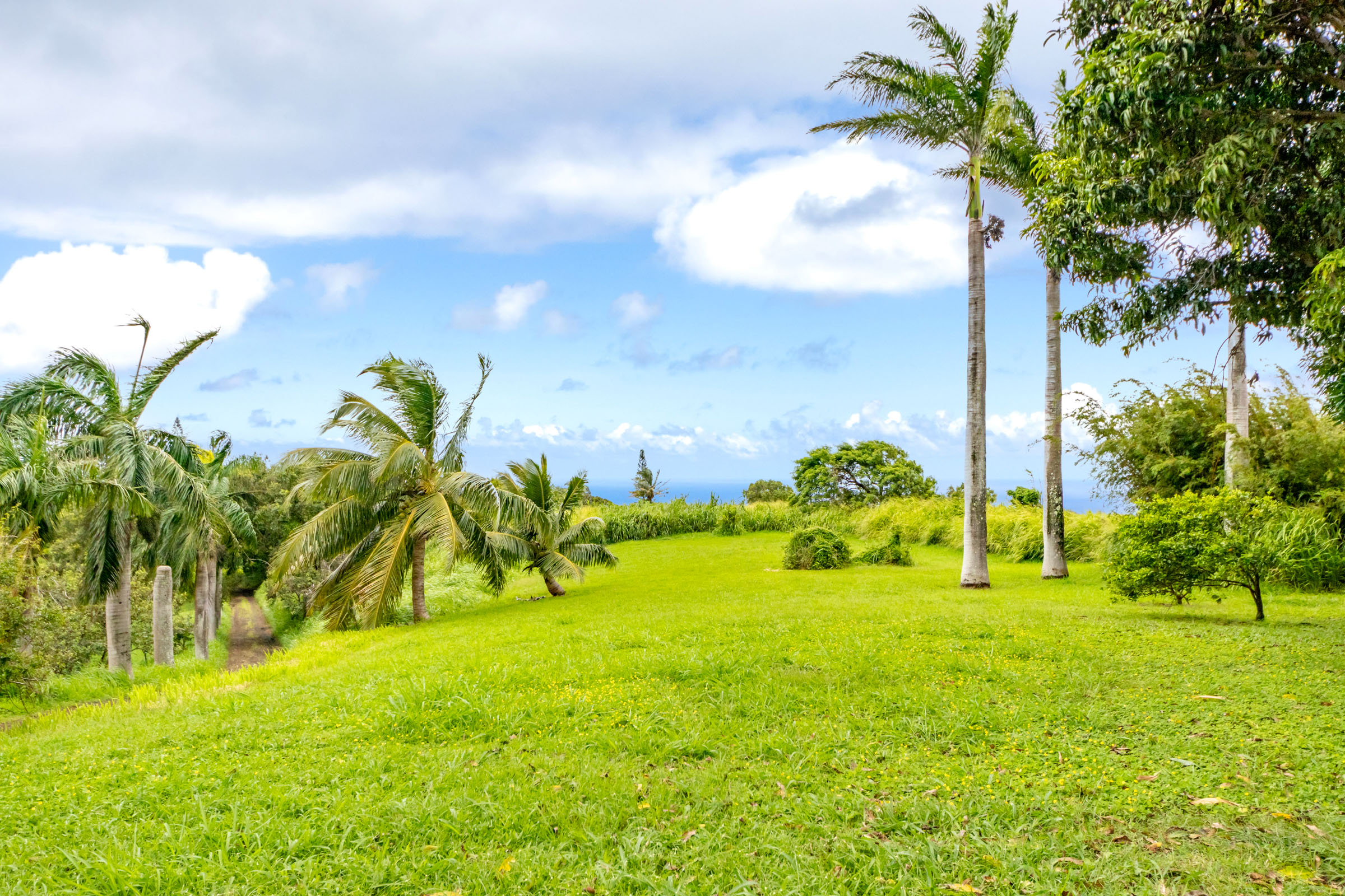 Ocean horizon beyond open lawn and mature palms on the property